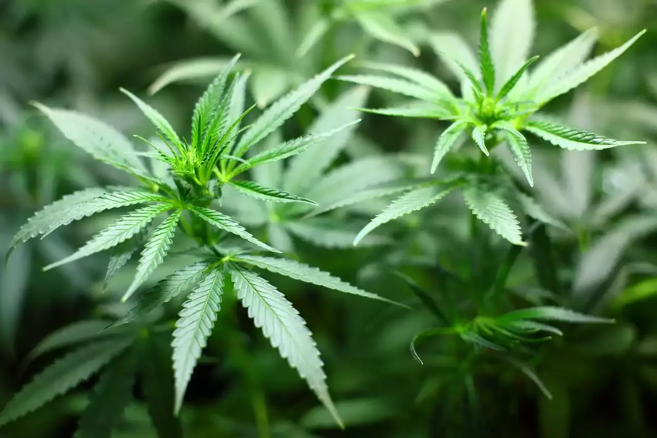The Power of Rich THC: How It Can Elevate Your Cannabis Experience to New Heights