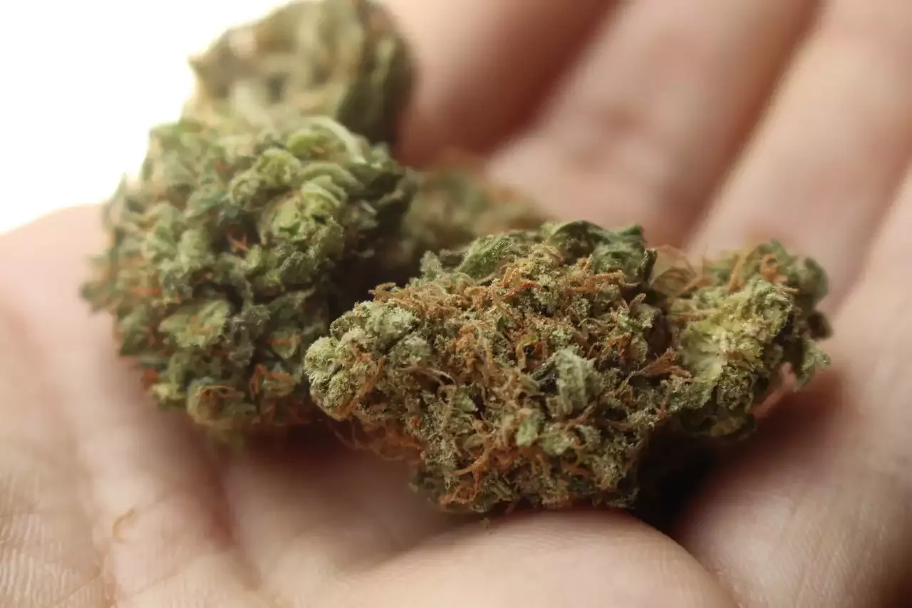 THC Strains 101 A Beginner's Guide
