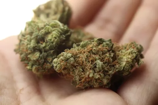 Indica vs. Sativa: Which Strain is Right for You?